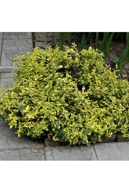 Бруслина японська Ауреус